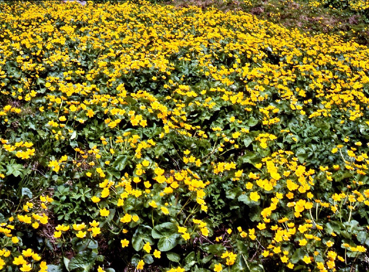 Sumpfdotterblume