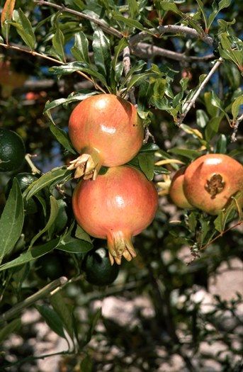 Granatapfel Granatapfel