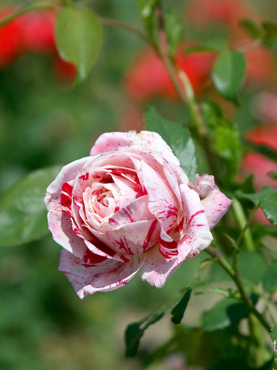 Scentimental® Beetrose (Floribundarose, anspruchslos, starker Duft) Scentimental® Beetrose (Floribundarose, anspruchslos, starker Duft)