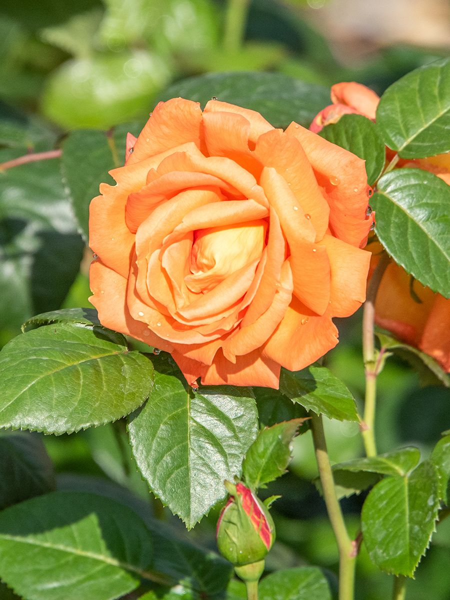 Louis de Funès® Edelrose (Teehybride)