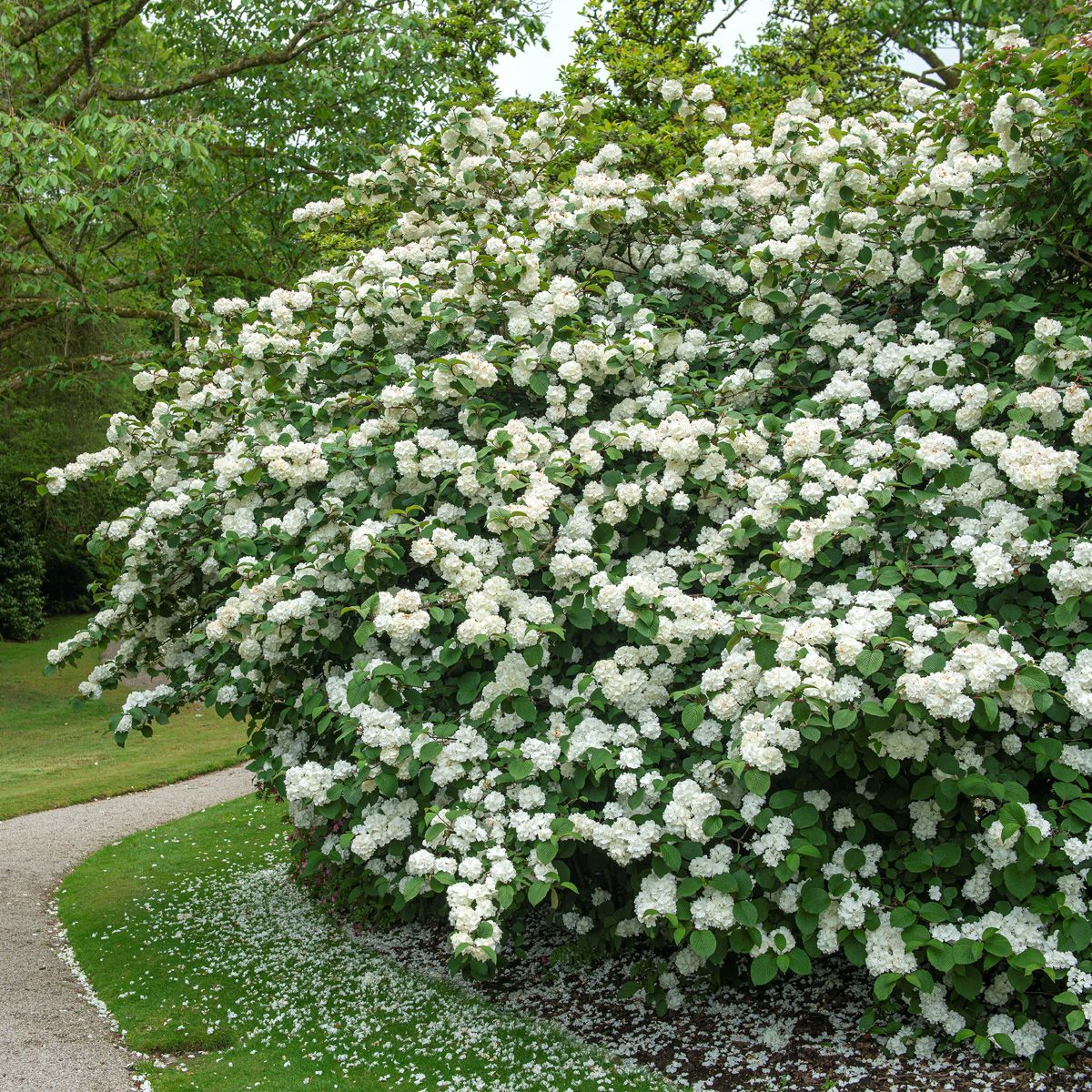 Japanischer Schneeball Grandiflorum