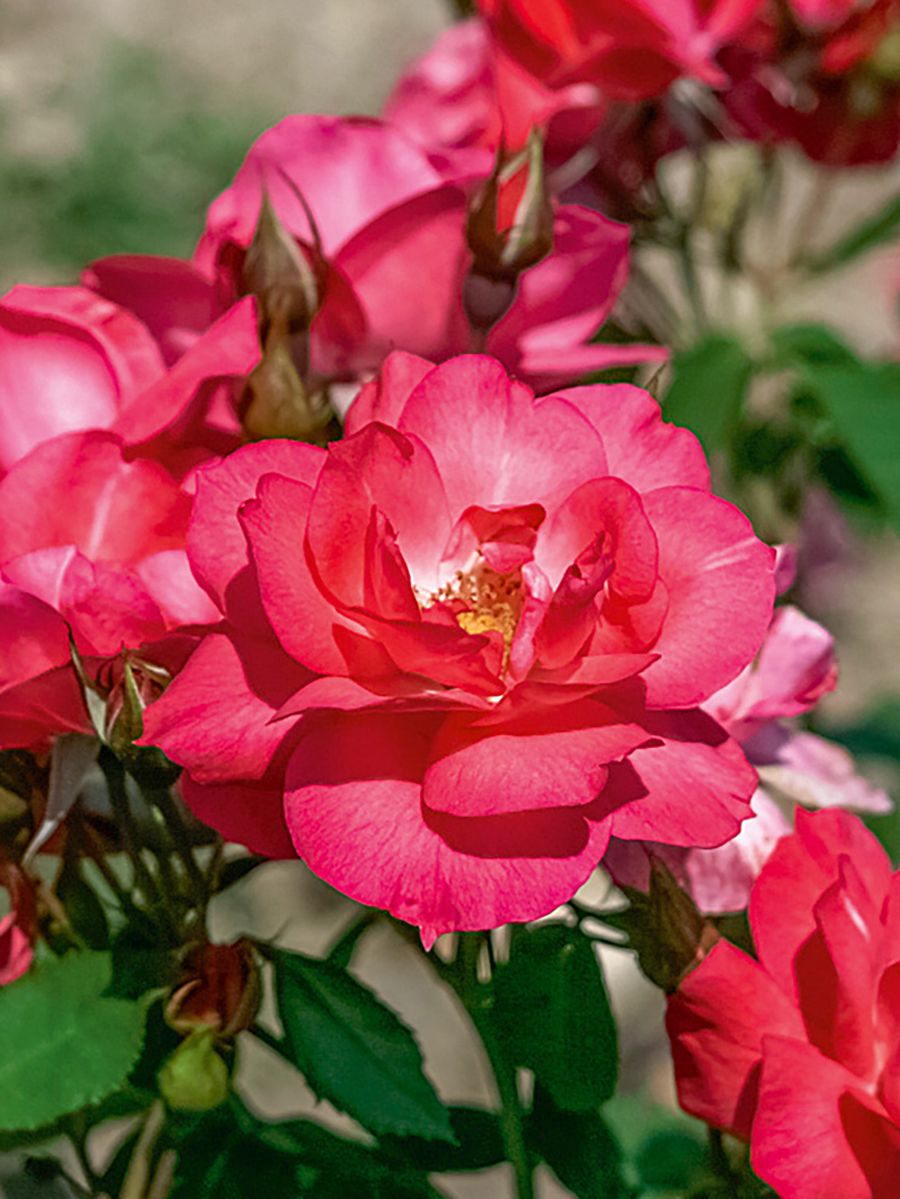 Anne de Bretagne® Strauchrose (öfter blühend, anspruchslos)