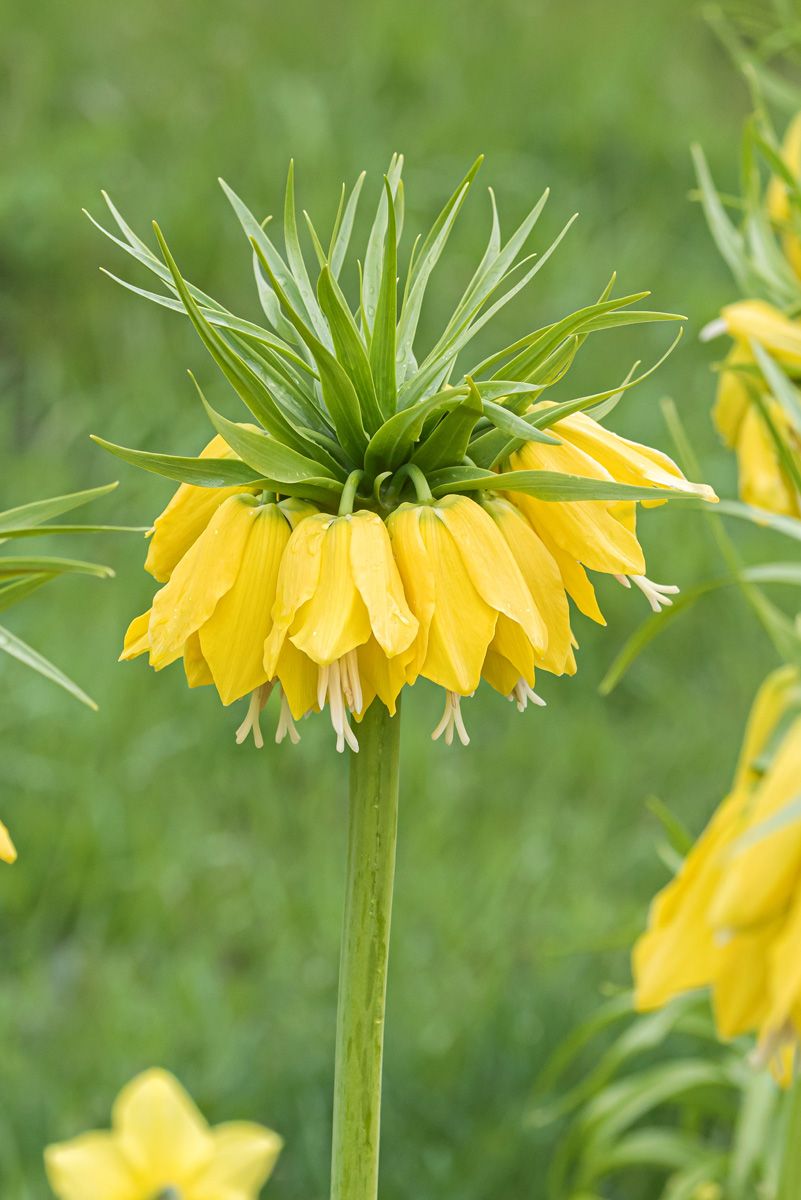 Kaiserkrone Lutea Kaiserkrone Lutea