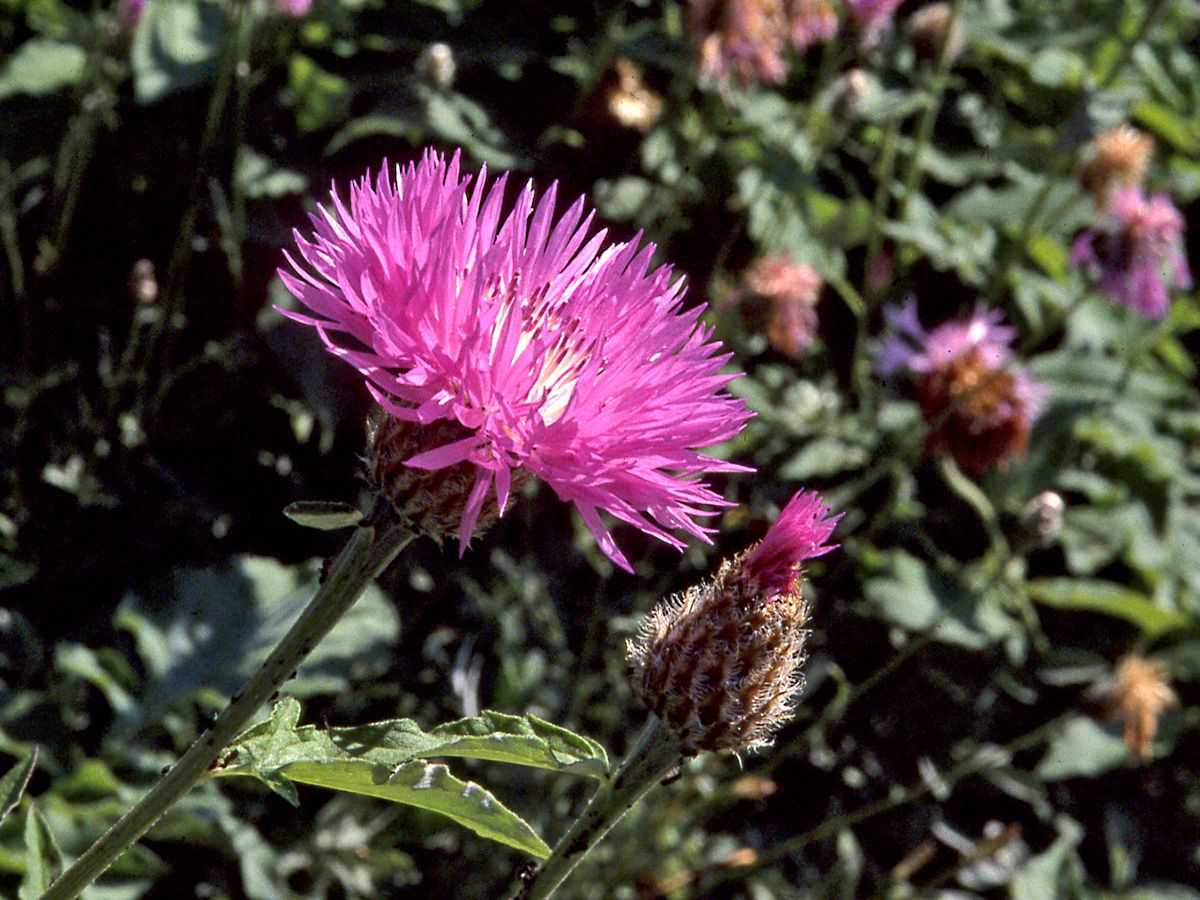 Weissfilzige Flockenblume John Coutts