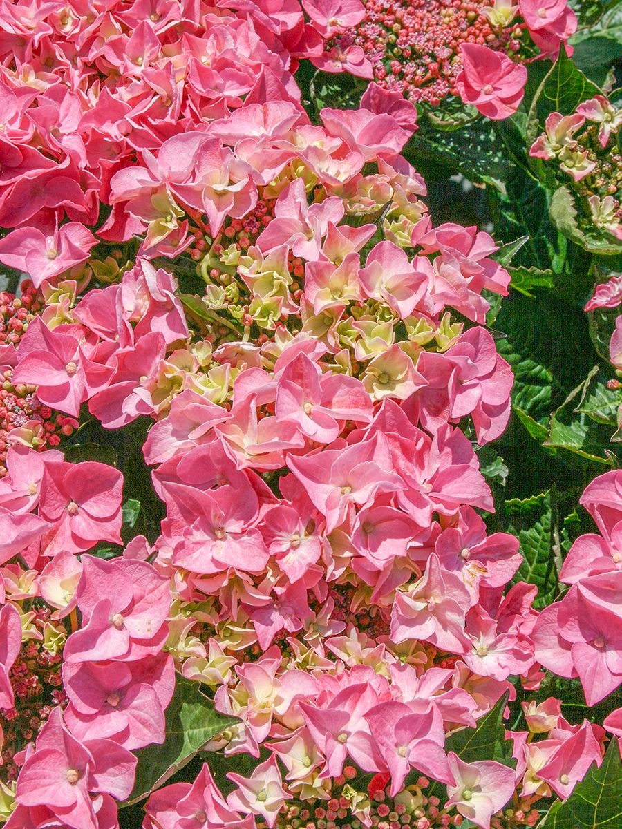 Gartenhortensie Gimpel