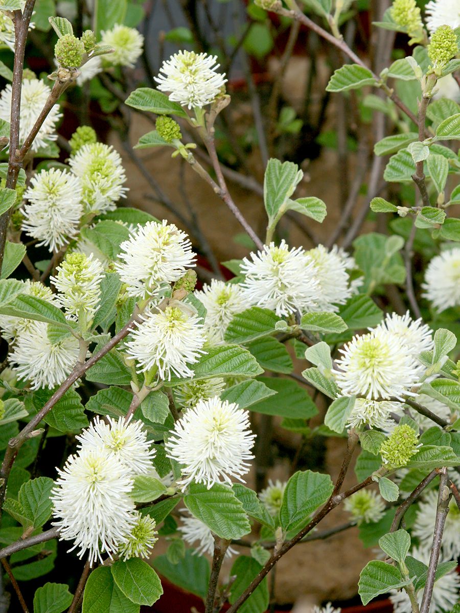 Federbuschstrauch