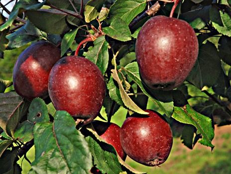 Pixi ROSSO Apfel Pixi ROSSO Apfel