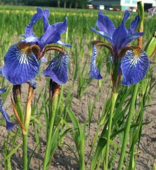 Wiesenschwertlilie, Sibirische Schwertlilie Perry's Blue