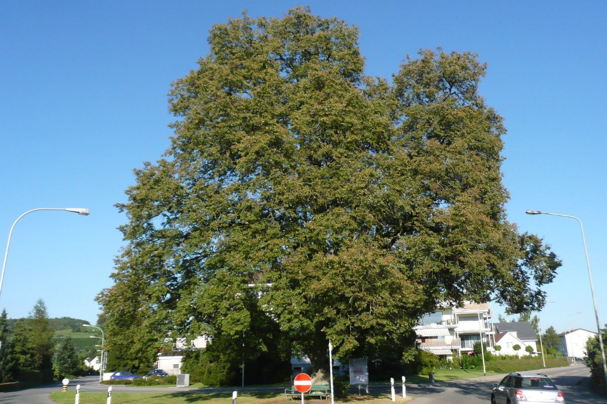 Winterlinde Winterlinde