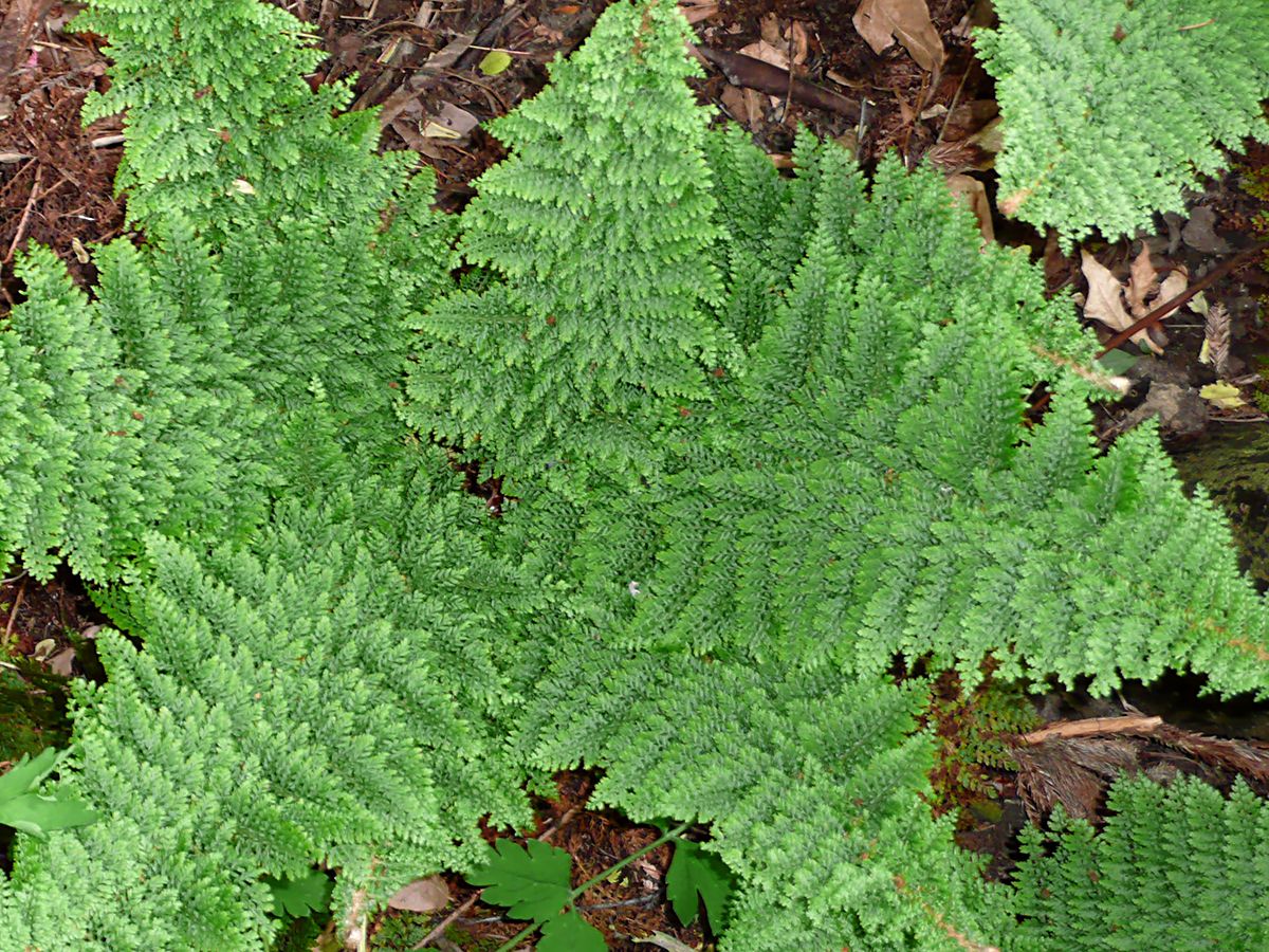 Flaumfederschildfarn Plumoso-densum Flaumfederschildfarn Plumoso-densum