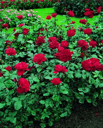 Chorus® Beetrose (Floribundarose) Chorus® Beetrose (Floribundarose)