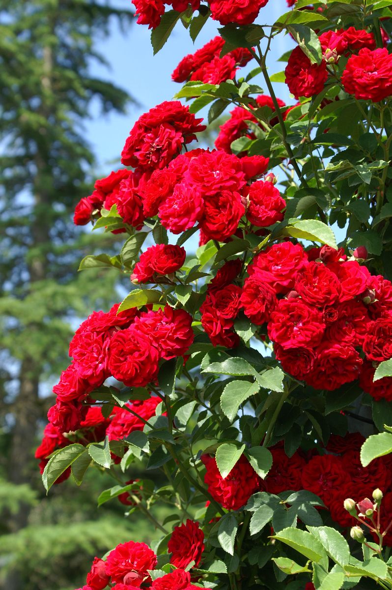 Chevy Chase(R) Kletterrose (Rambler, anspruchslos)