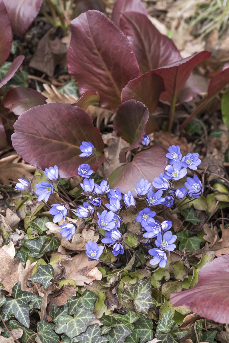 Leberblümchen