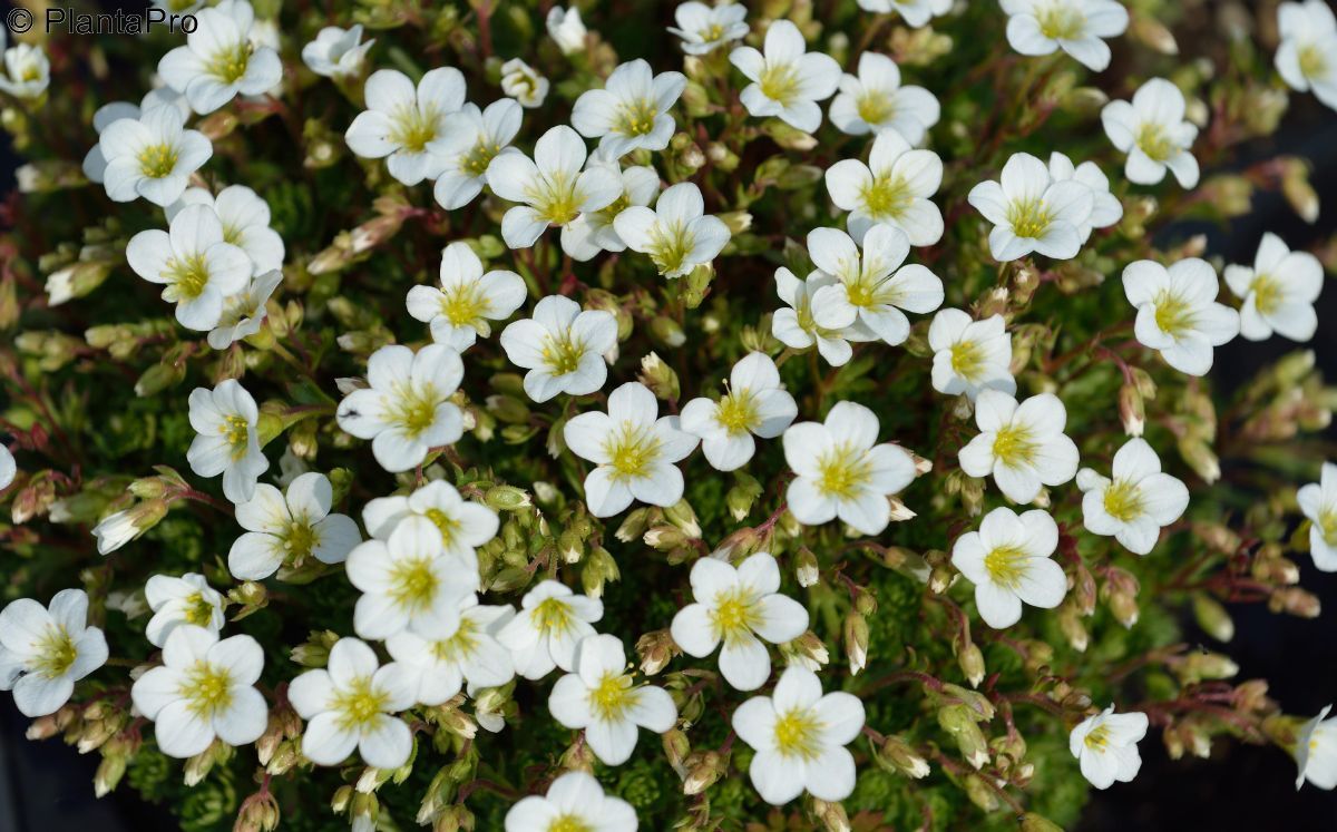 Steinbrech White Star Steinbrech White Star