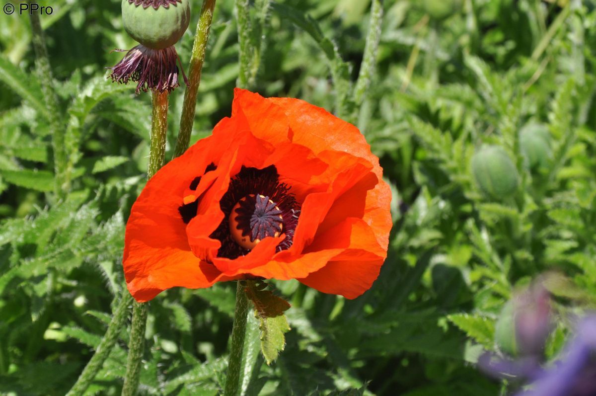 Türkenmohn Brilliant