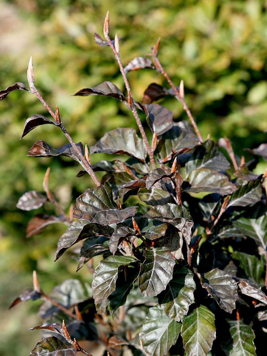 Zwergblutbuche Purpurea Nana Zwergblutbuche Purpurea Nana