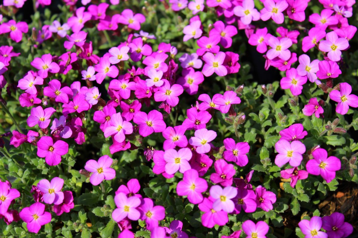 Blaukissen Rosenteppich