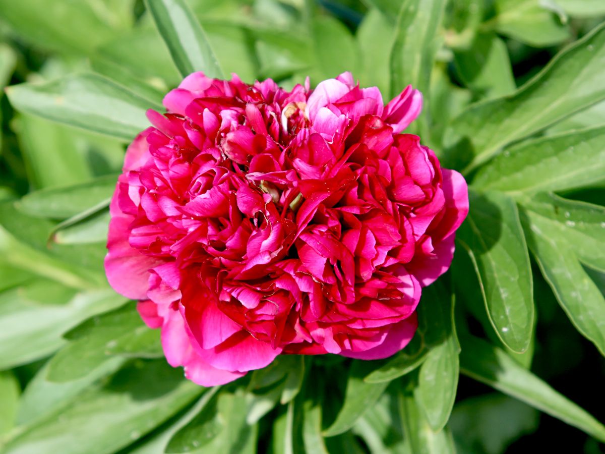 Bauernpfingstrose Rubra Plena