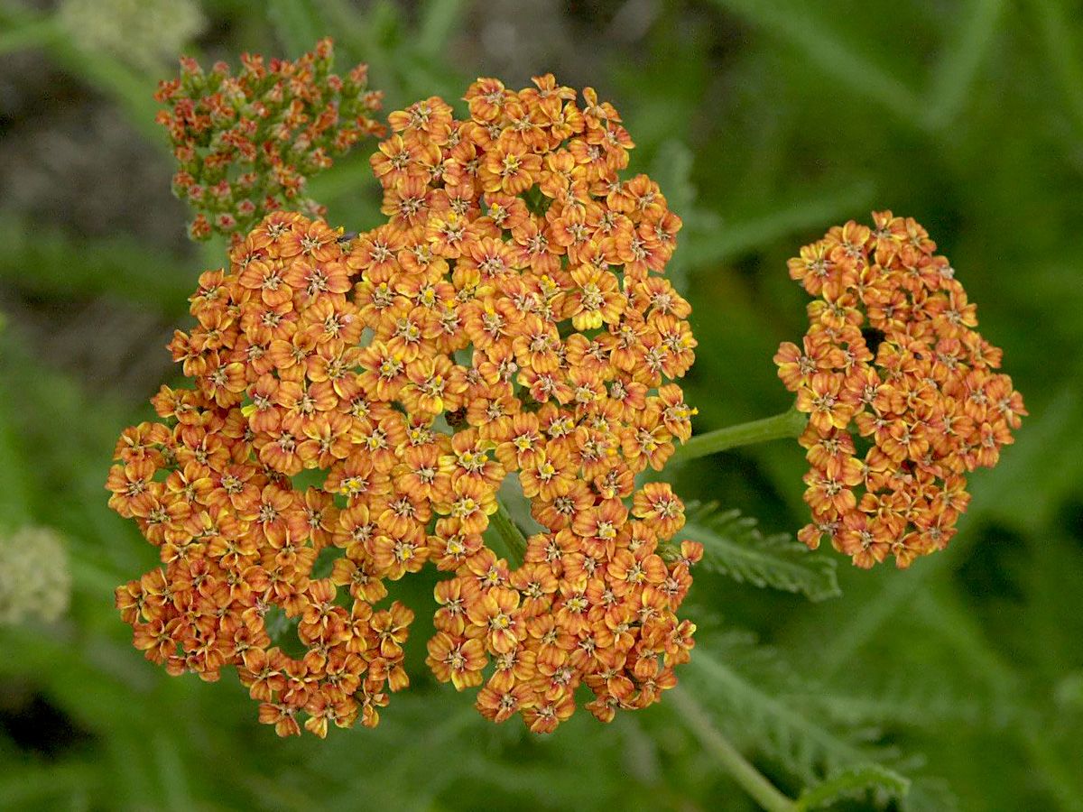 Schafgarbe Terracotta Schafgarbe Terracotta