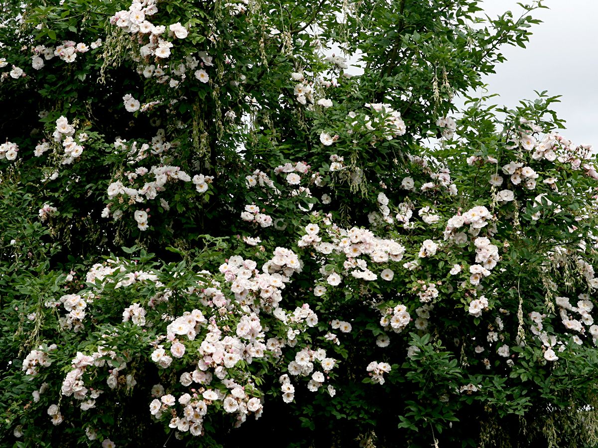 Venusta Pendula (R) Kletterrose (Rambler, anspruchslos, Hagebutten)