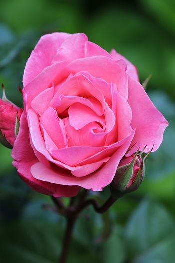 The Queen Elizabeth Rose Beetrose (Floribundarose)