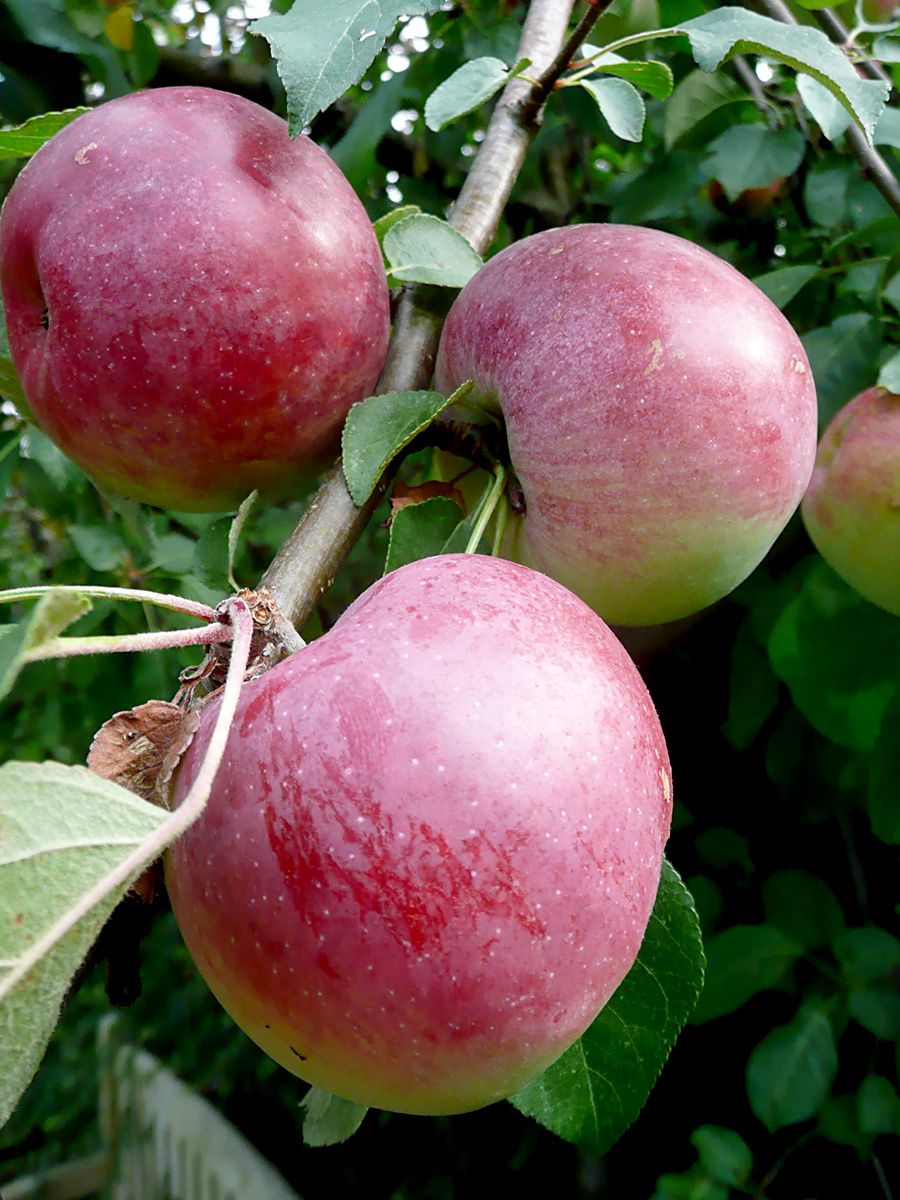 Liberty Apfel