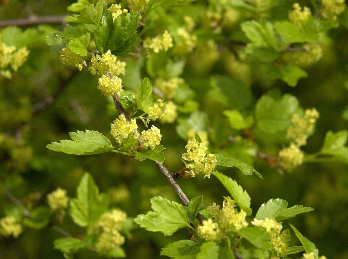 Alpenjohannisbeere