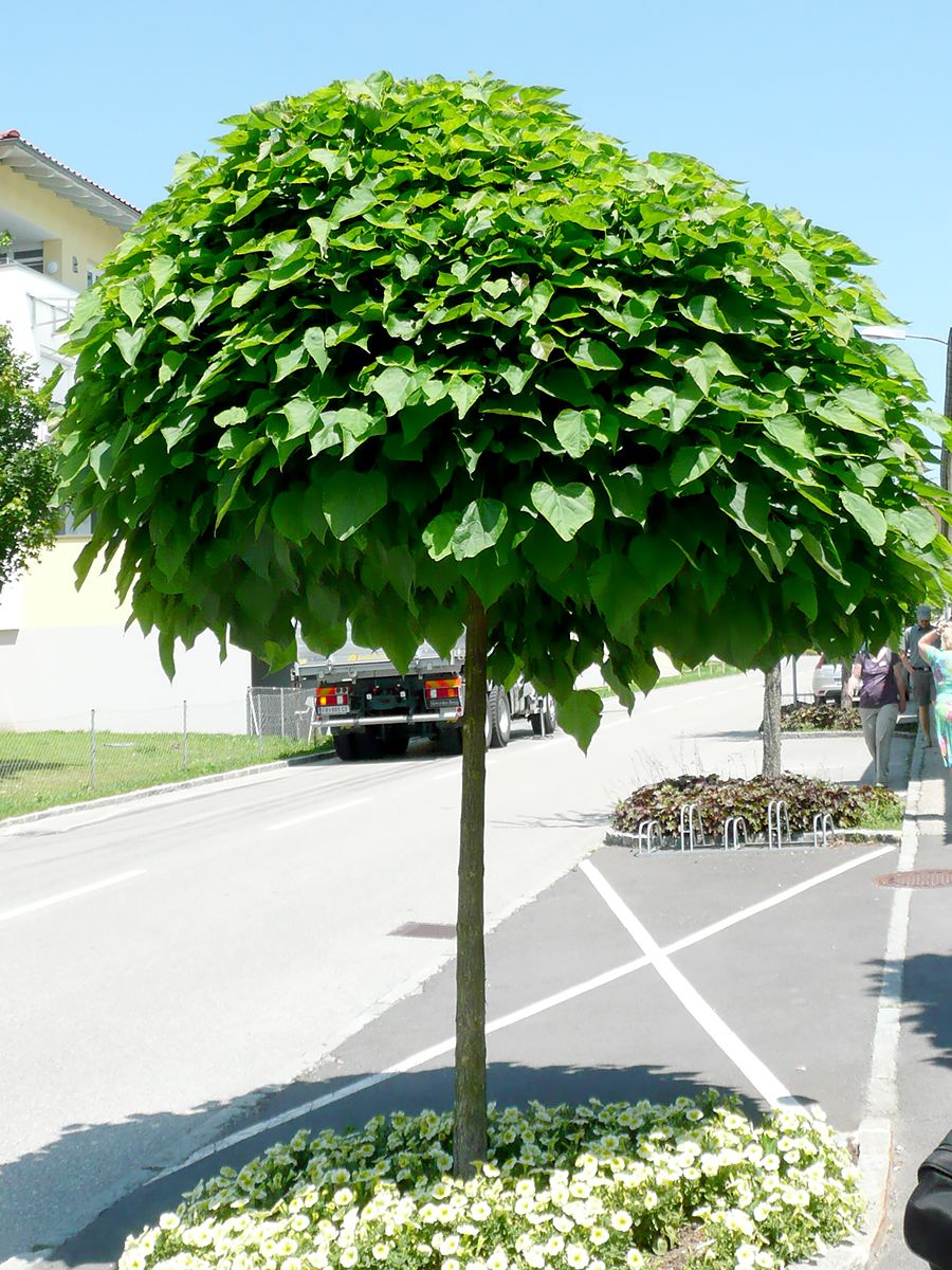 Kugeltrompetenbaum Nana