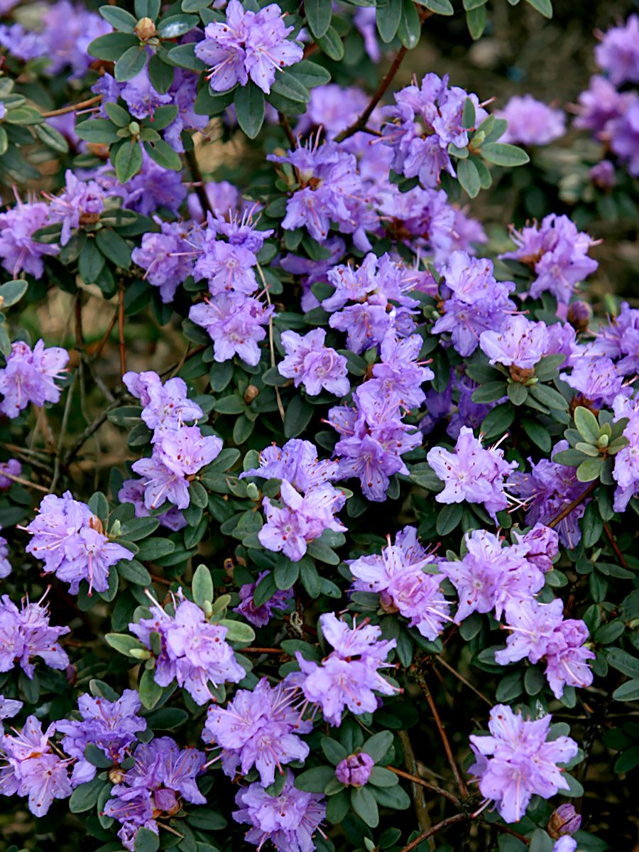 Rhododendron Ramapo