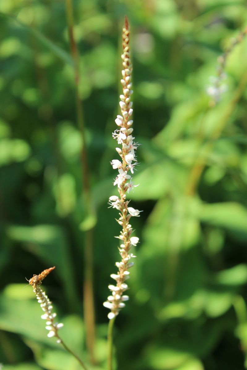 Knöterich Alba