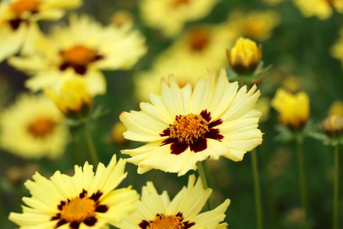 Mdchenauge Solar Moon, Coreopsis Solar Moon | Hauenstein AG