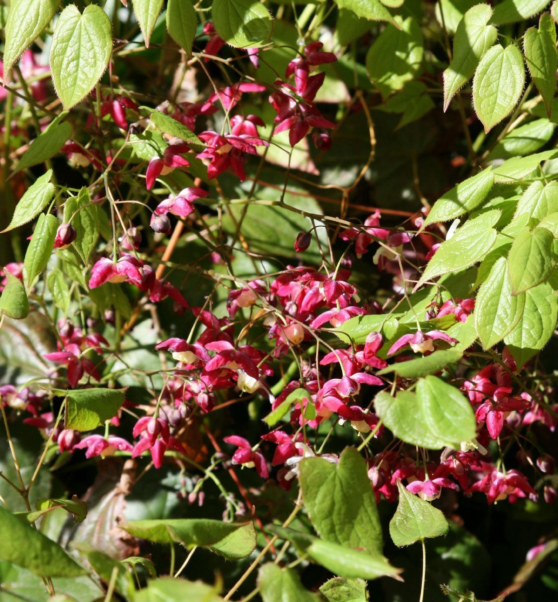 Rote Elfenblume, Sockenblume