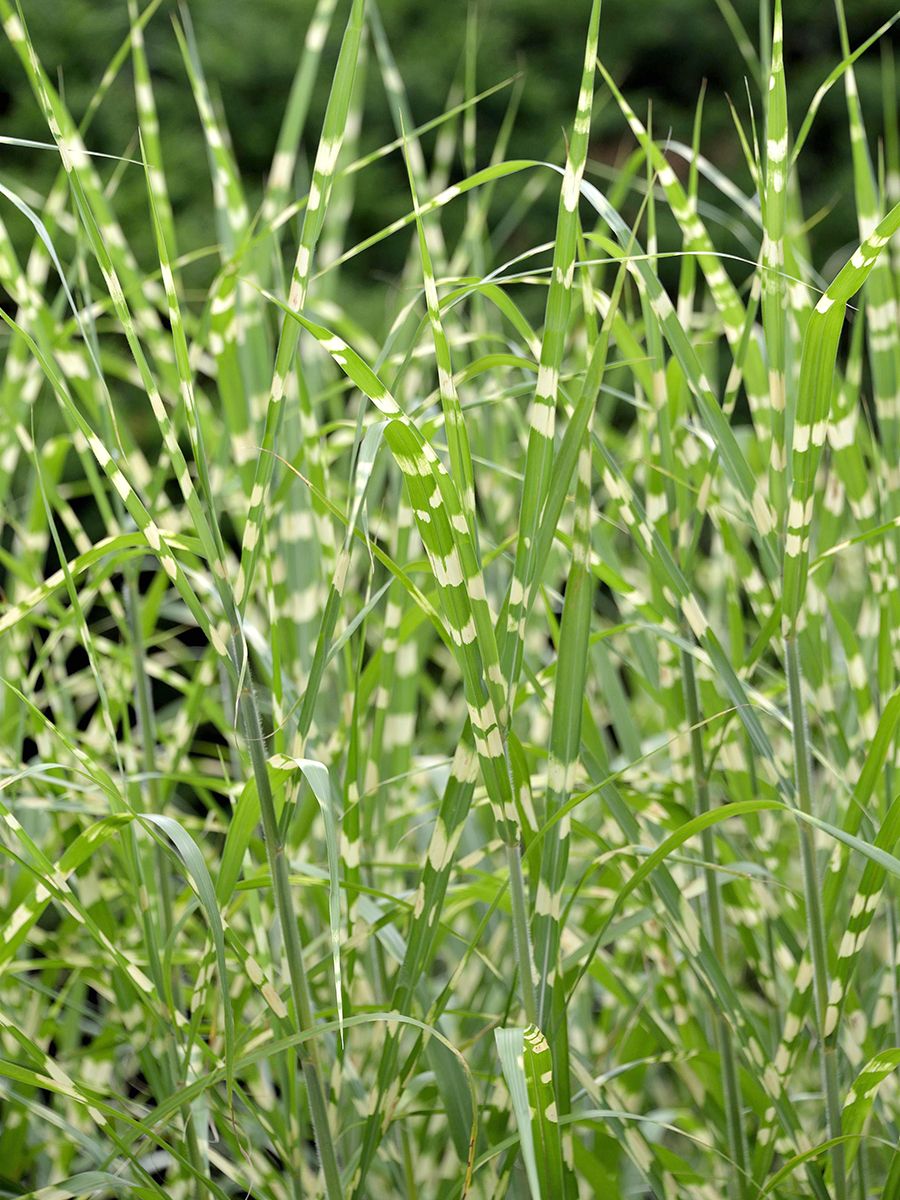 Zebrachinaschilf Zebrinus Zebrachinaschilf Zebrinus