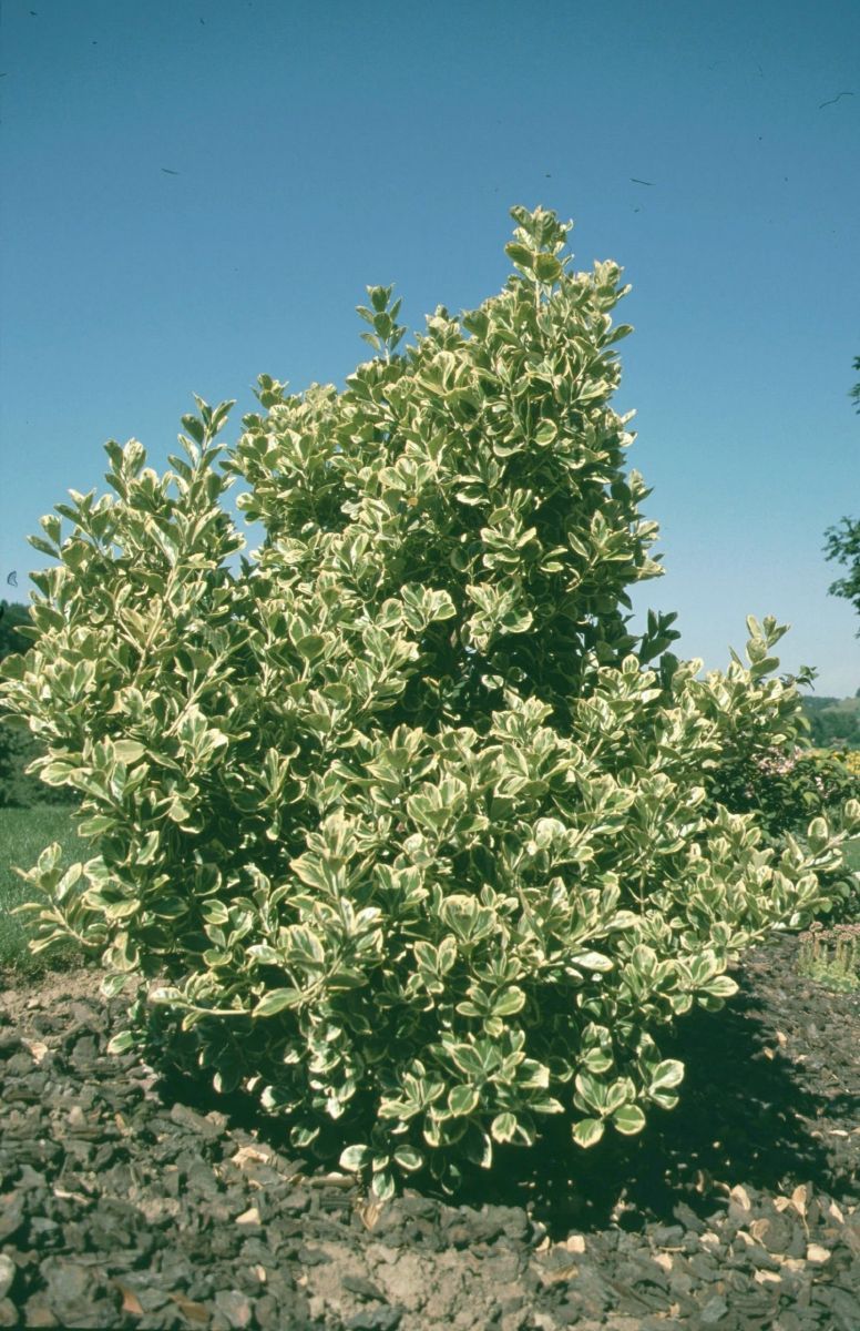 Weissbunter Spindelstrauch Albomarginatus