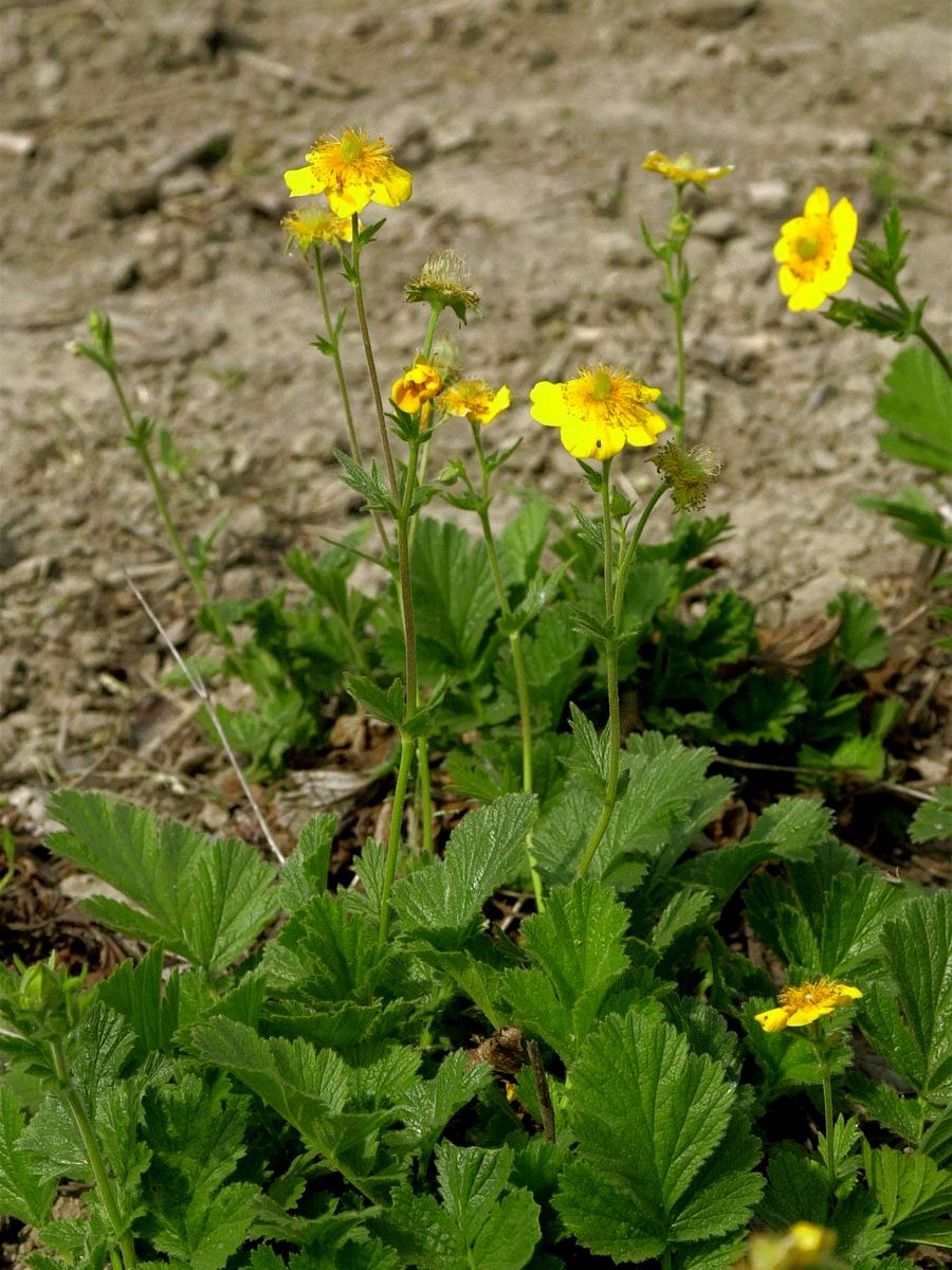 Gebirksnelkenwurz Diana