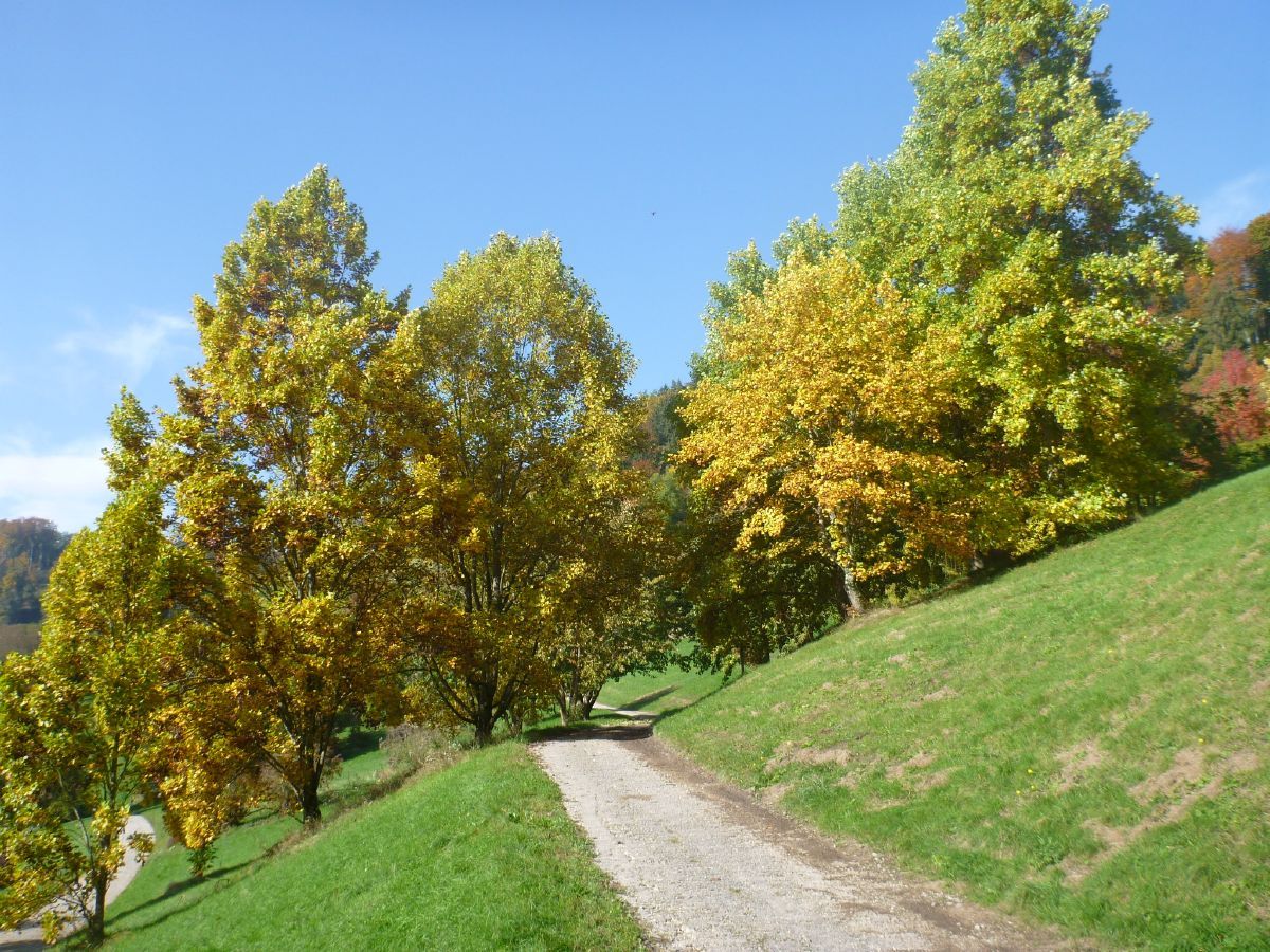 Tulpenbaum
