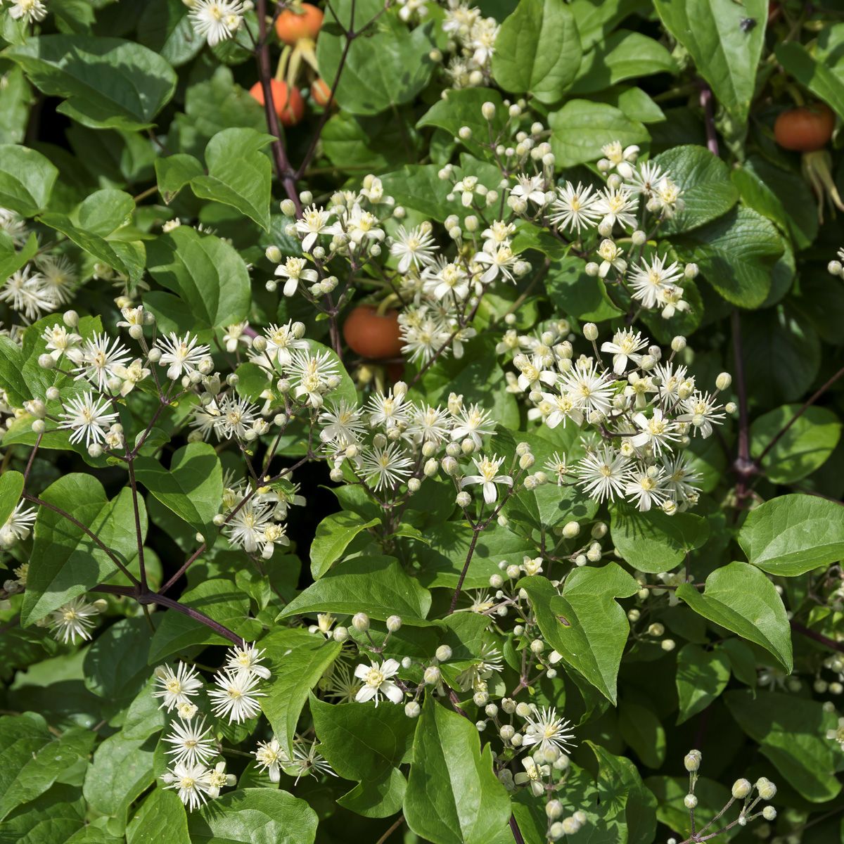 Heimische Waldrebe Heimische Waldrebe
