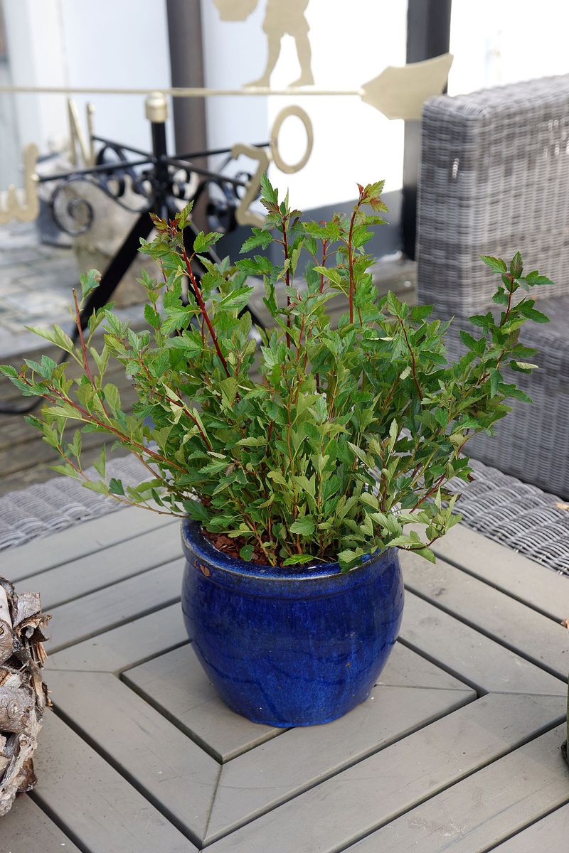 Zwergblasenstrauch Little Greeny®