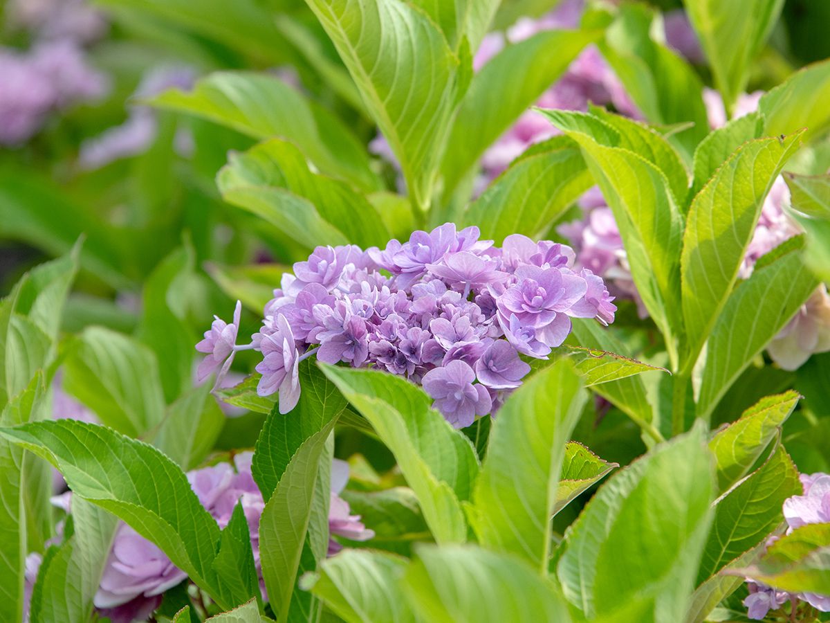 Hortensie You & Me Emotion®