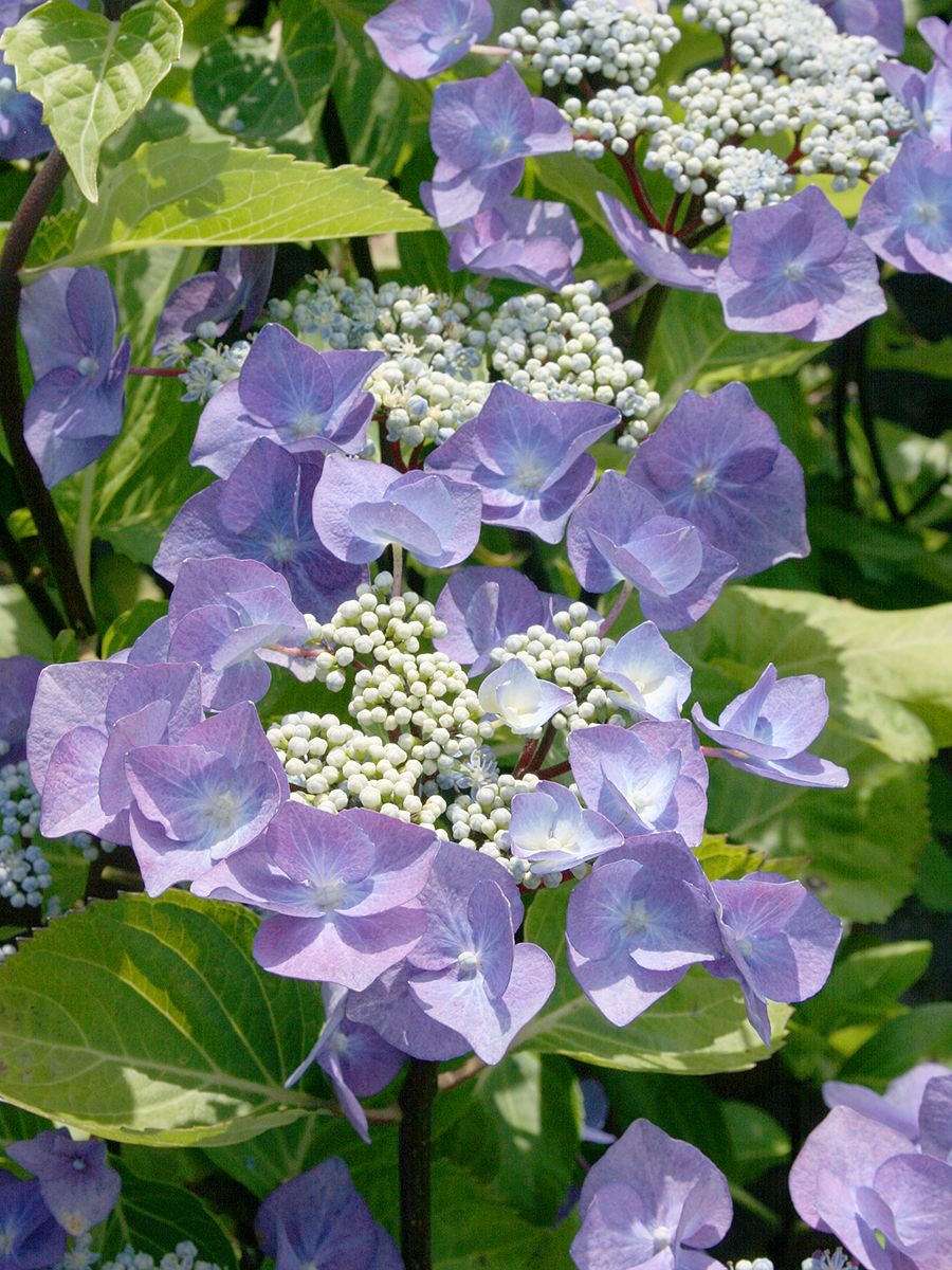 Gartenhortensie Zorro®
