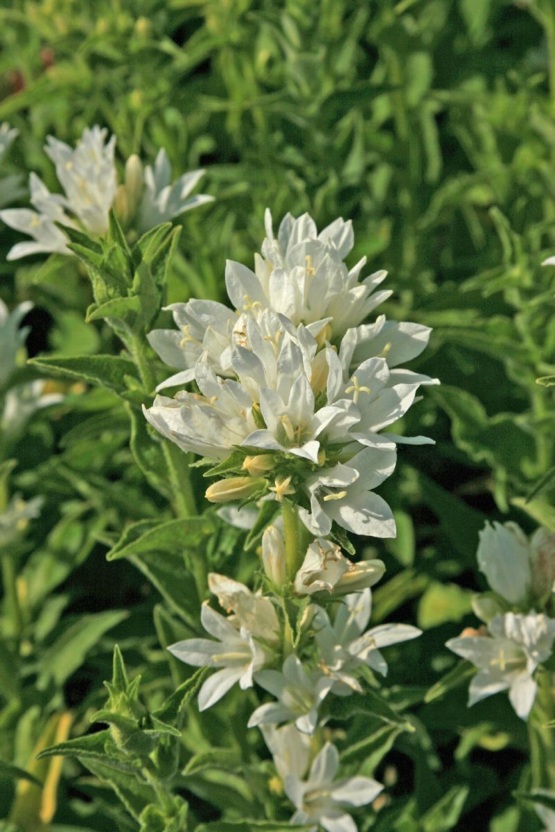 Knäuelglockenblume Alba