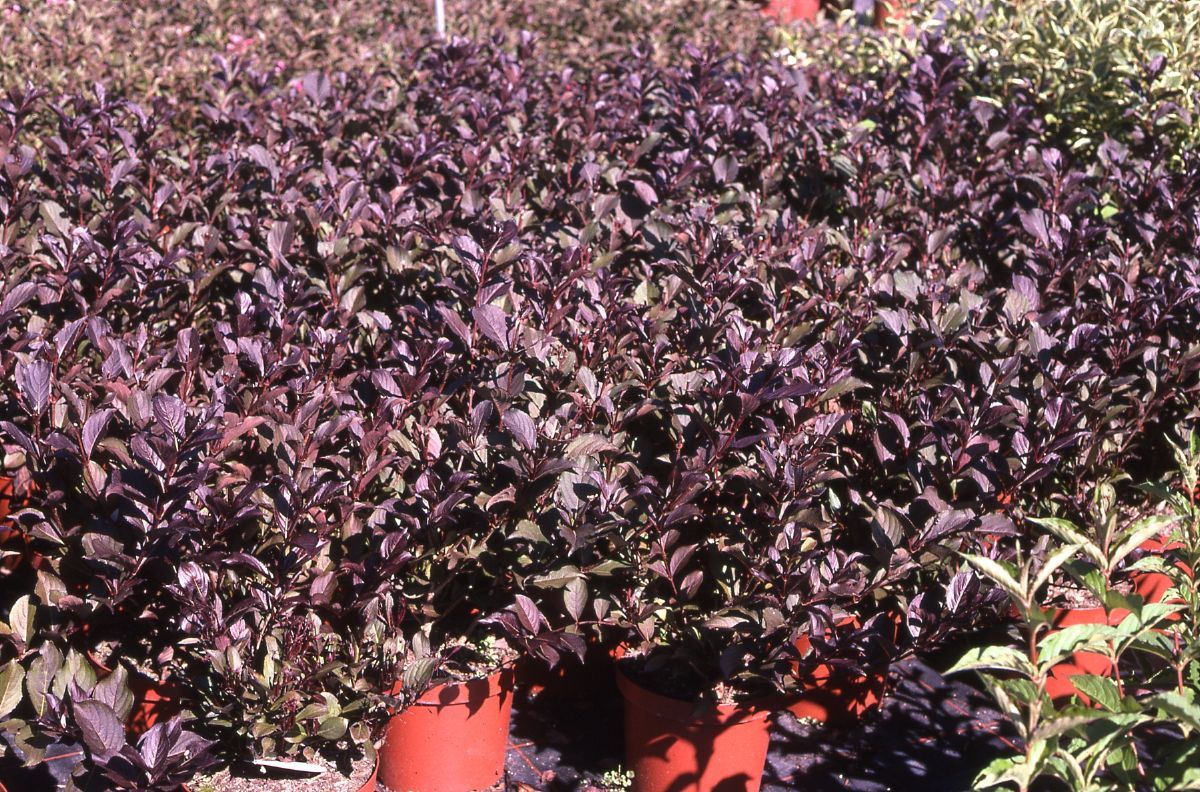 Zwergweigelie Alexandra Zwergweigelie Alexandra