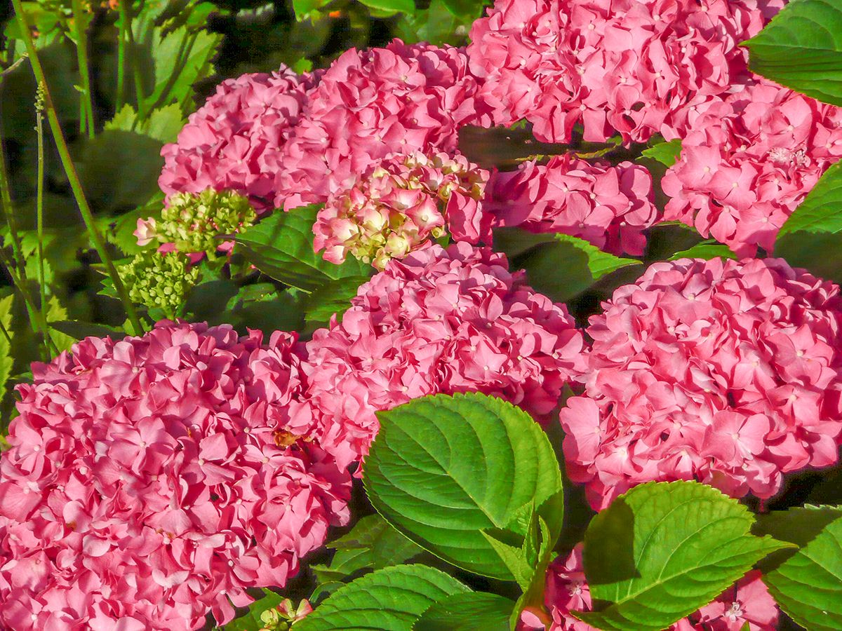 Gartenhortensie, Ballhortensie, Bauernhortensie Merveille Sanguinea