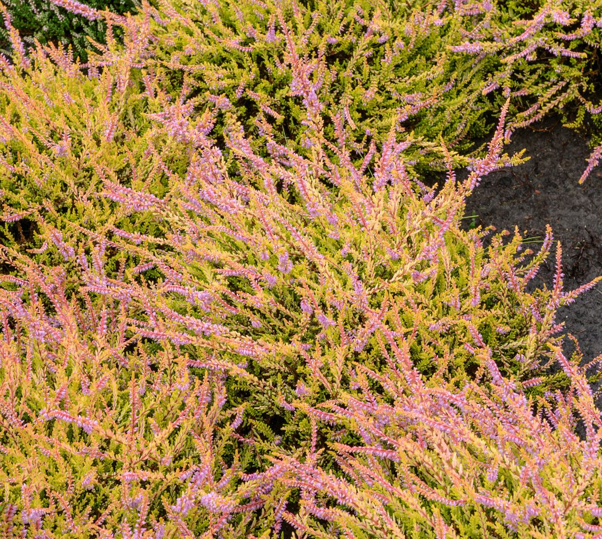 Besenheide Boskoop Besenheide Boskoop