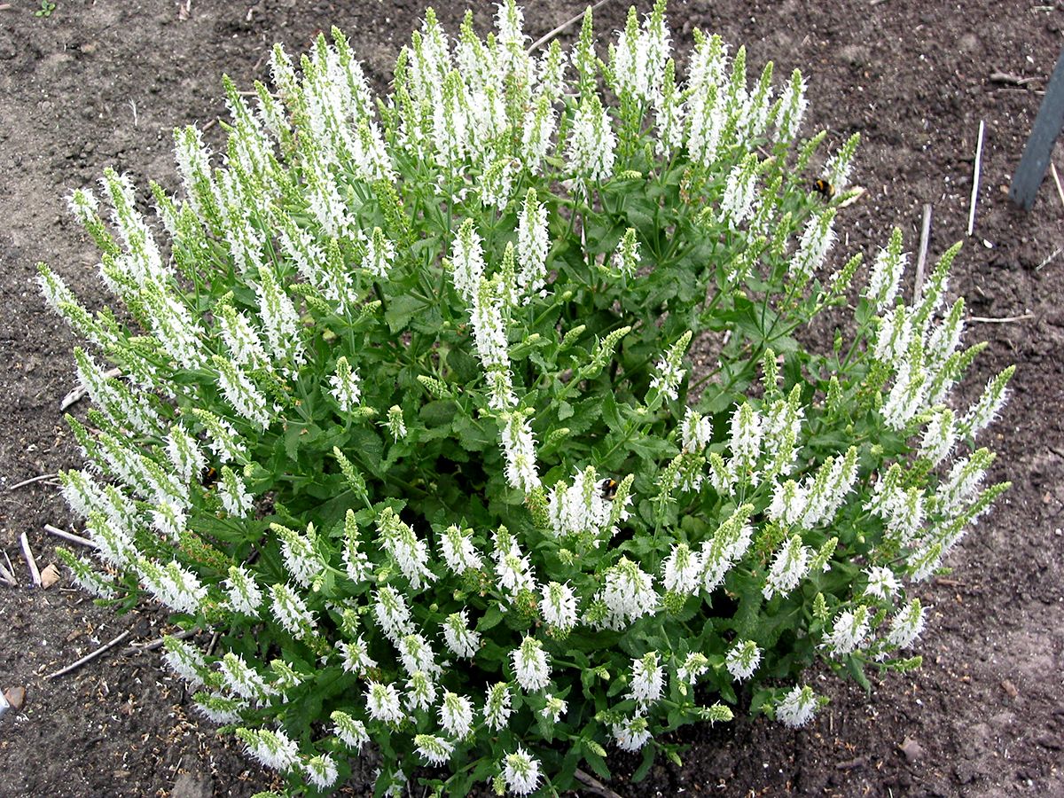 Steppensalbei, Sommersalbei Schneehügel