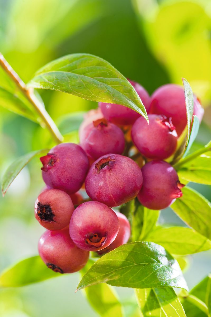 Heidelbeere Pink Lemonade