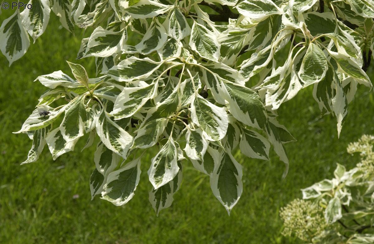 Buntblättriger Pagodenhartriegel Variegata Buntblättriger Pagodenhartriegel Variegata