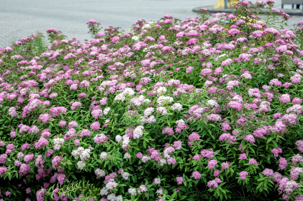 Bunte Sommerspiere Genpei (Syn. Shirobana) Bunte Sommerspiere Genpei (Syn. Shirobana)