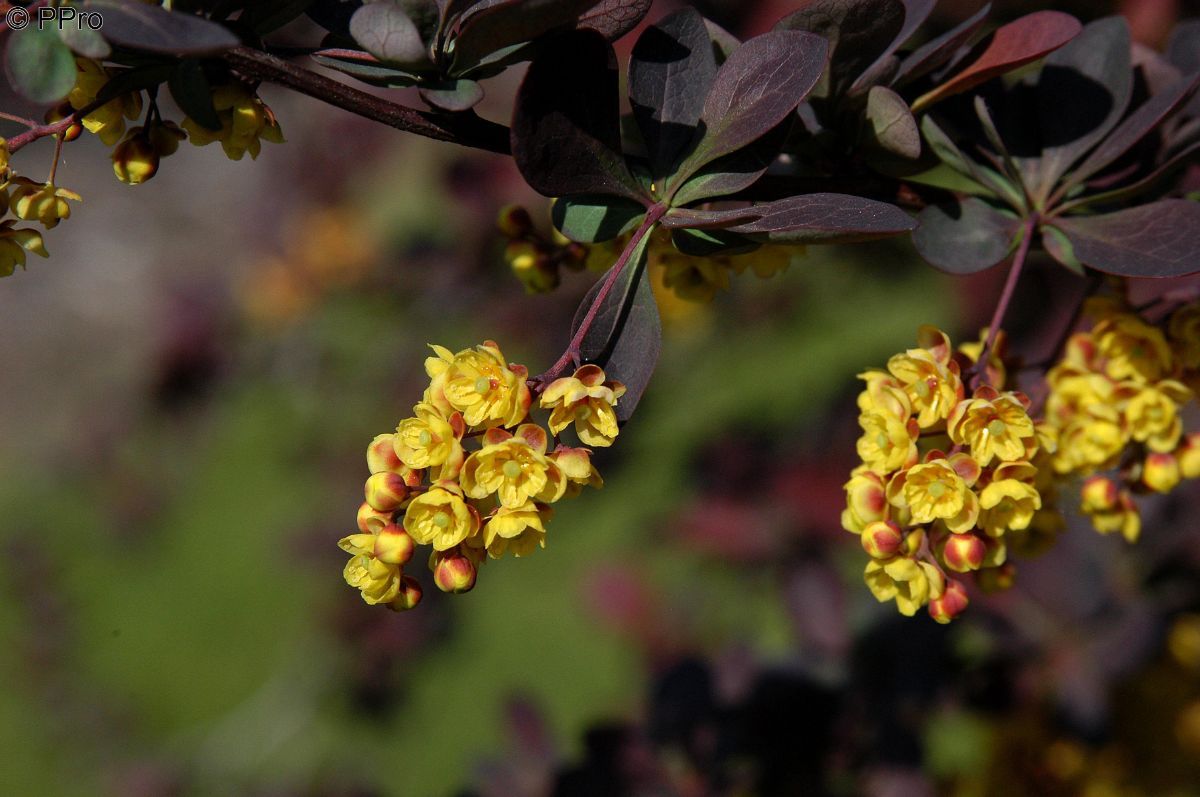 Berberitze Superba Berberitze Superba