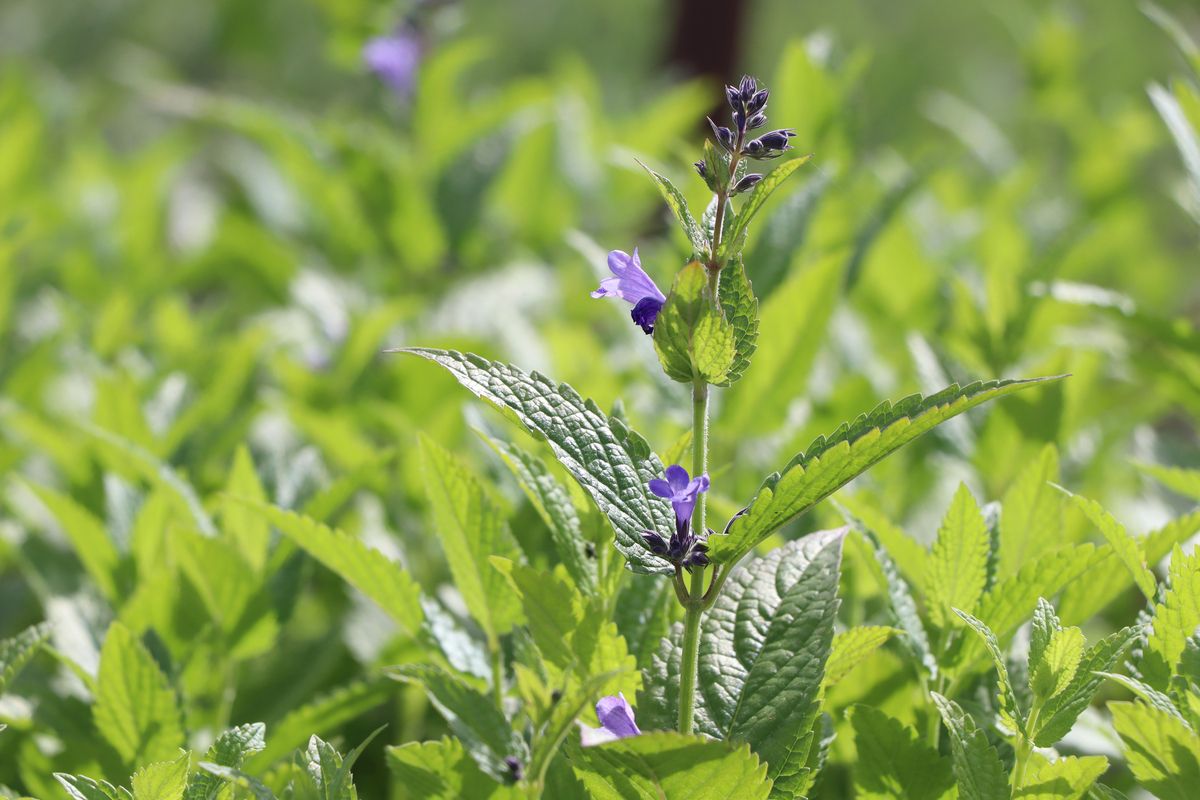Katzenminze Big Blue